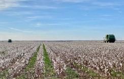 Harvest Progress Nearing 75% as High Plains Receives First Freeze